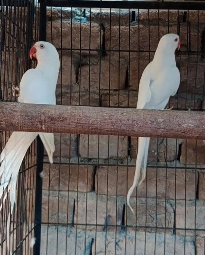 white parrot 4