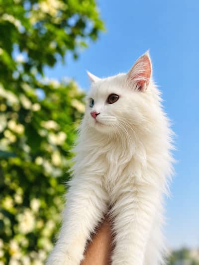 11 Months Male Persian Cat odd_eyes triple coat for Sale