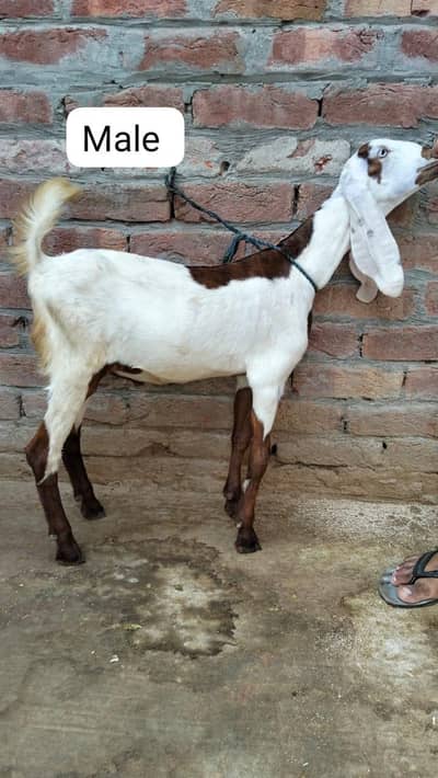 High Quailty Pair