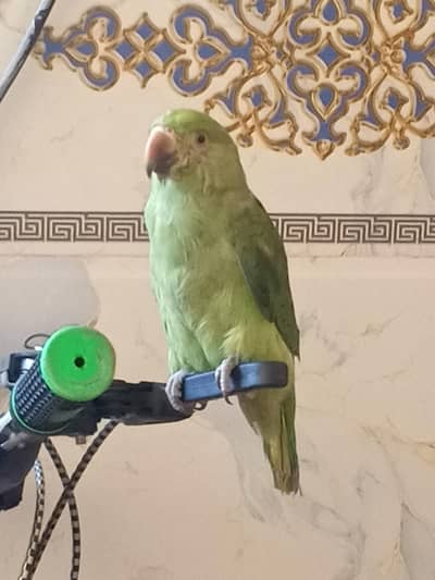 male ring neck