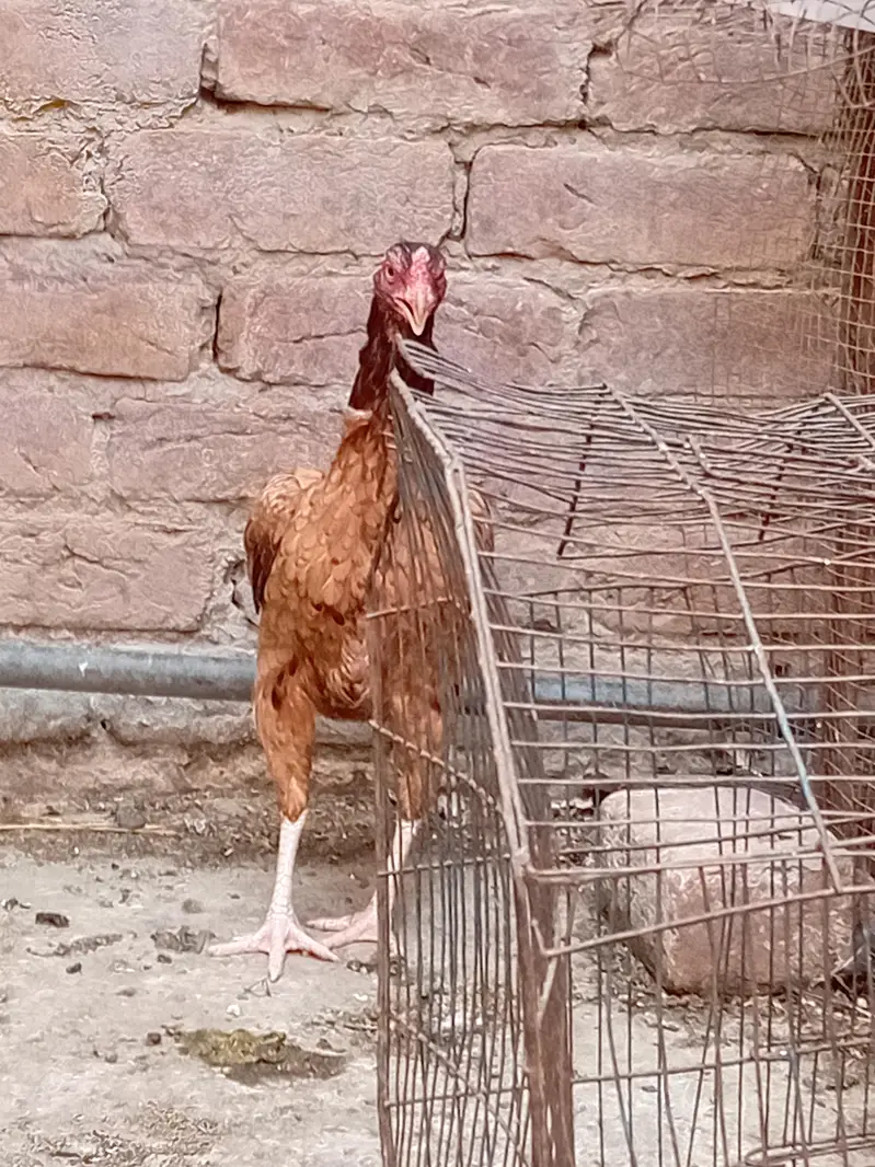 dogli Madi available 03350661457 — photo 3