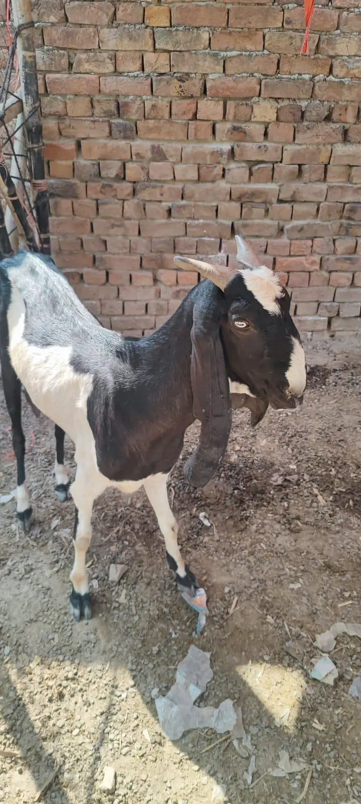 dumba female 2 and goats b for sell haain and more — photo 4