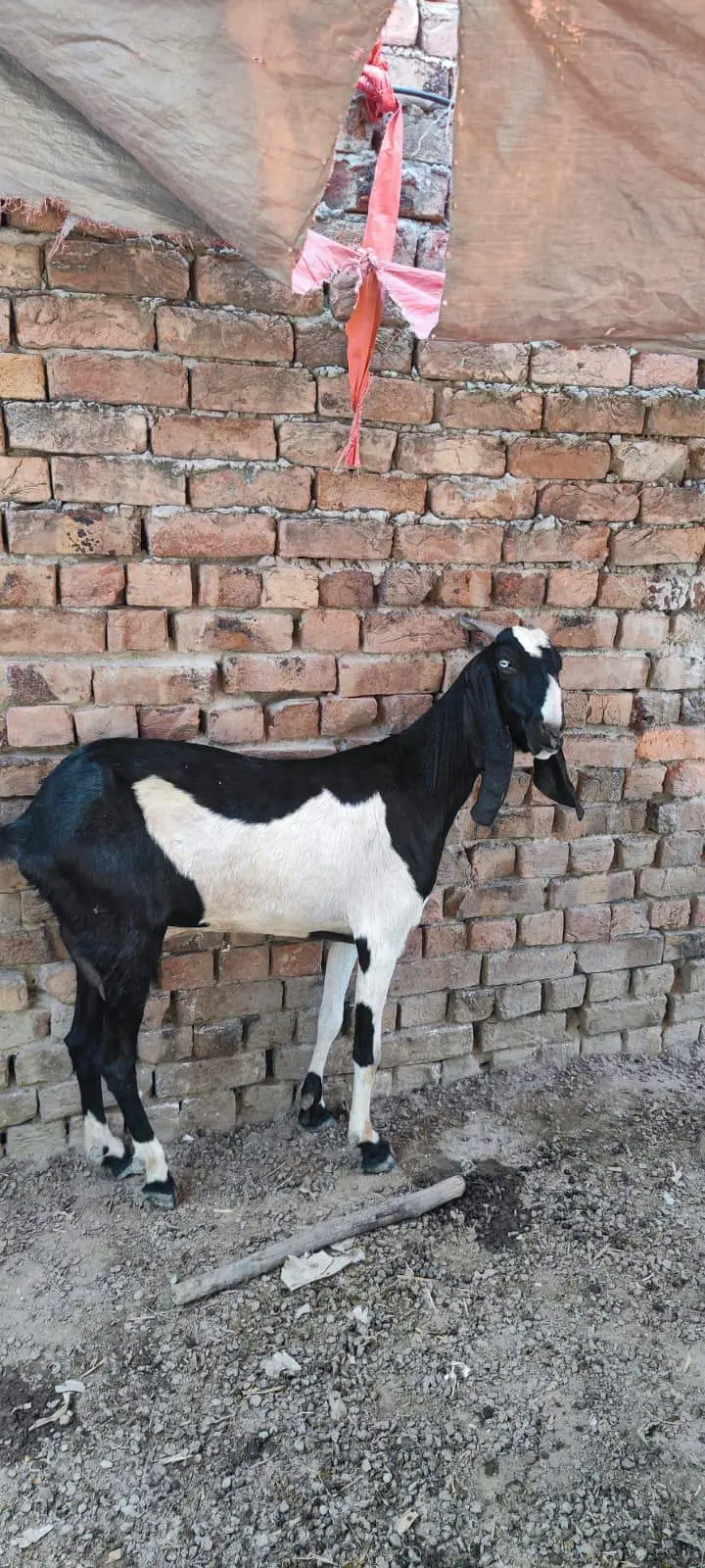 dumba female 2 and goats b for sell haain and more — photo 5