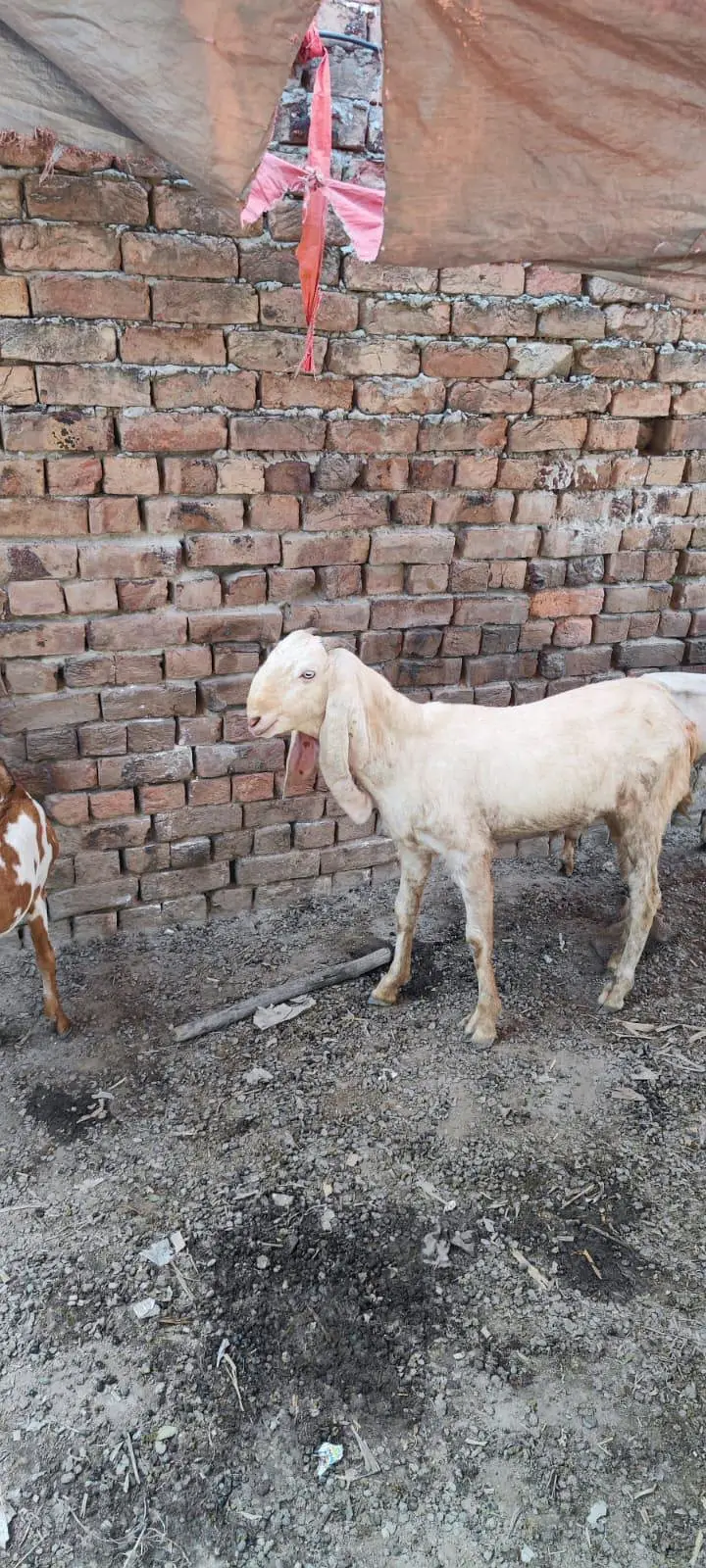 dumba female 2 and goats b for sell haain and more — photo 6