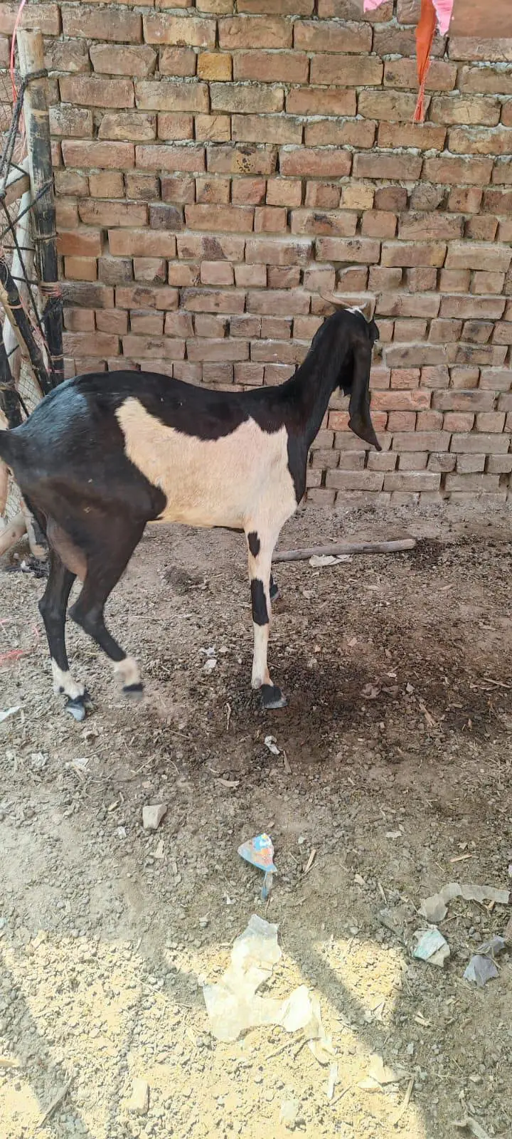dumba female 2 and goats b for sell haain and more — photo 7