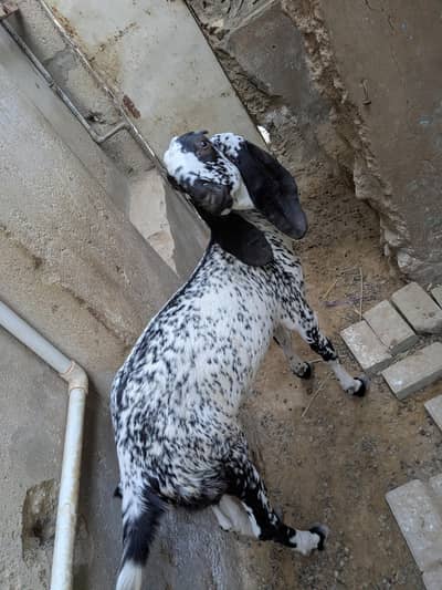 Pure maka cheni pair goat