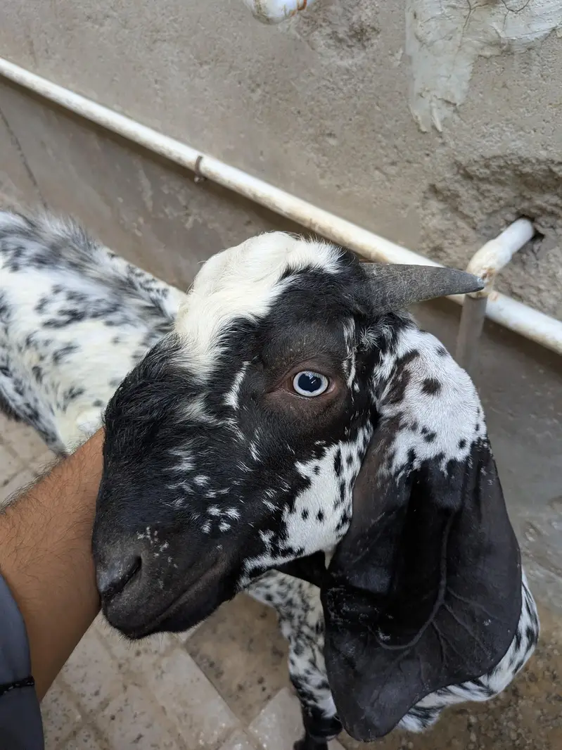 Pure maka cheni pair goat — photo 2