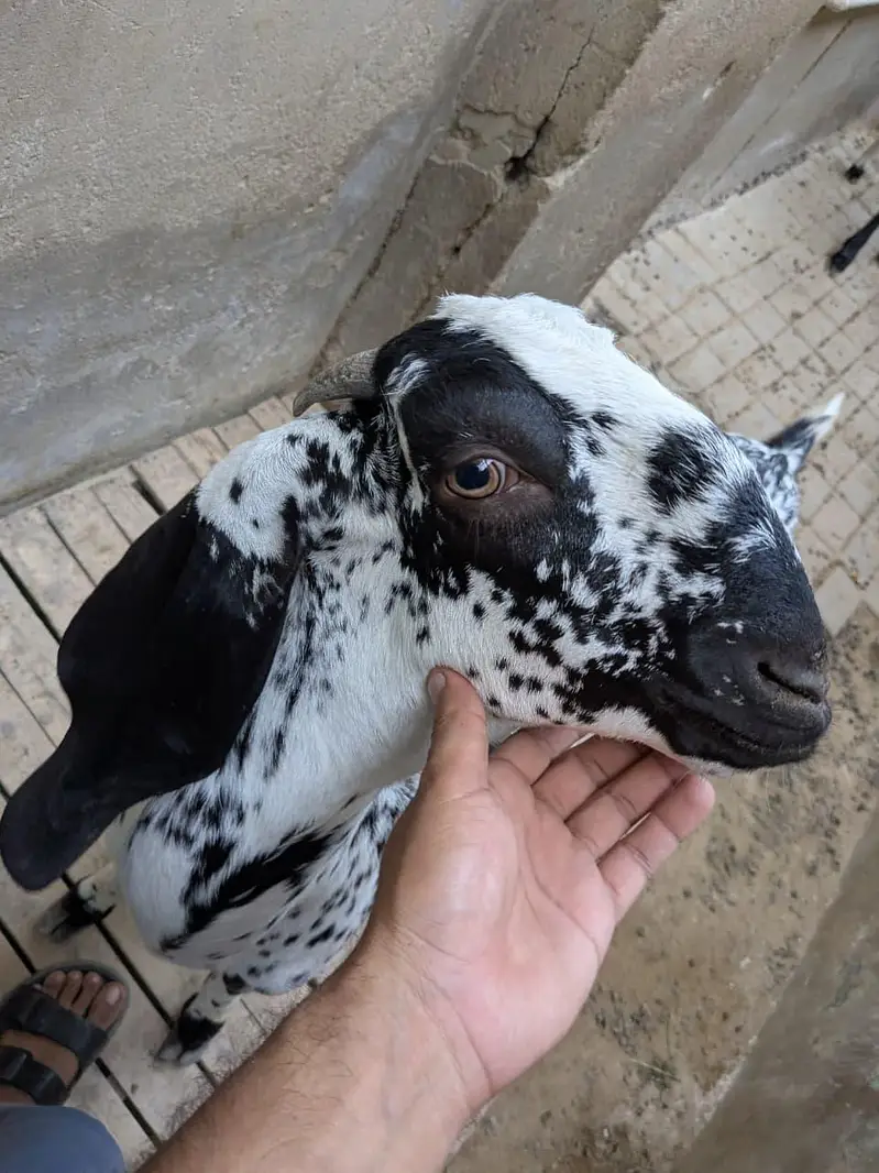 Pure maka cheni pair goat — photo 3