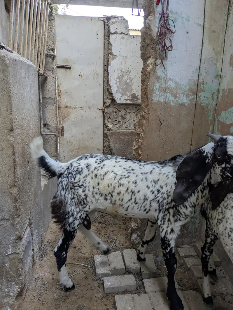 Pure maka cheni pair goat — photo 4