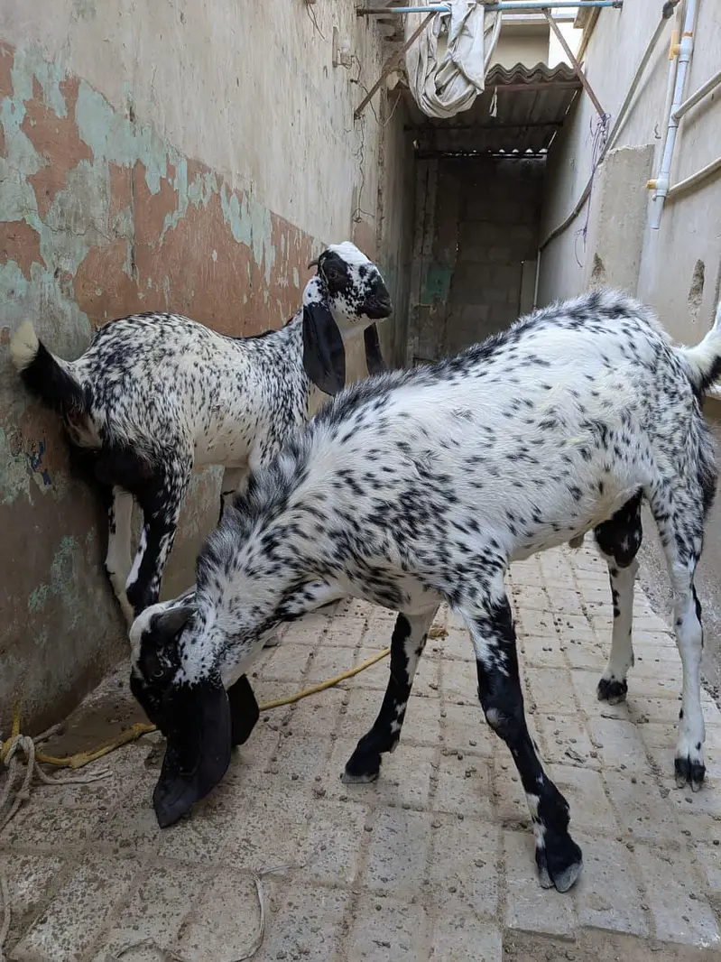 Pure maka cheni pair goat — photo 5