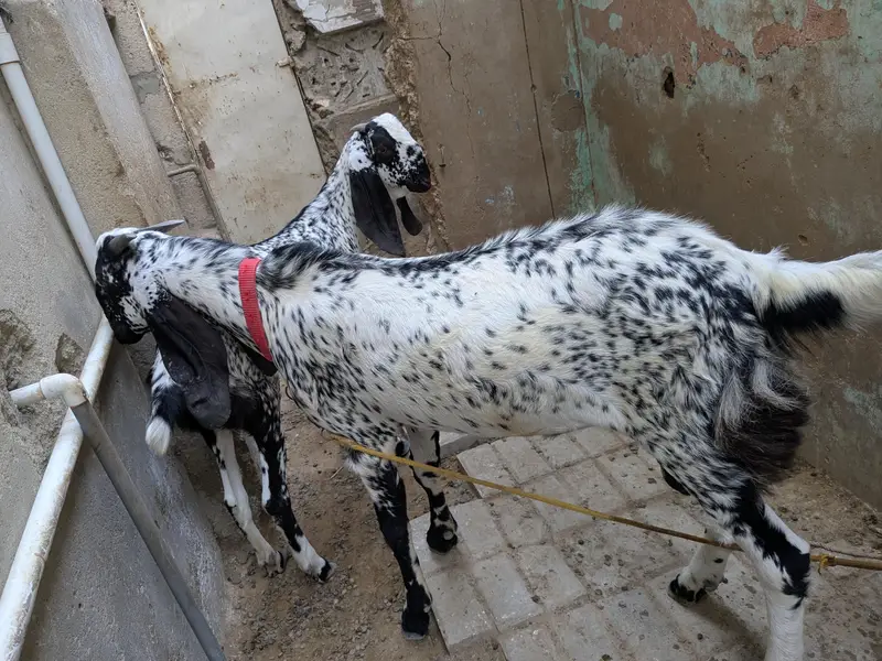 Pure maka cheni pair goat — photo 6