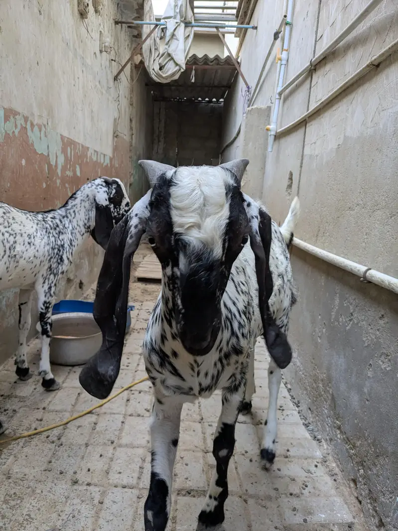 Pure maka cheni pair goat — photo 7