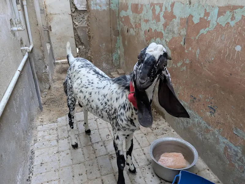 Pure maka cheni pair goat — photo 8