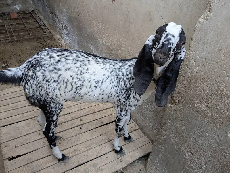 Pure maka cheni pair goat — photo 9