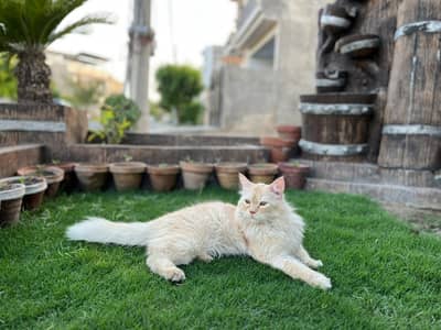 Persian cat male | Male cat