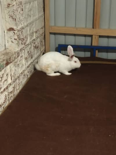 New Zealand White Rabbit