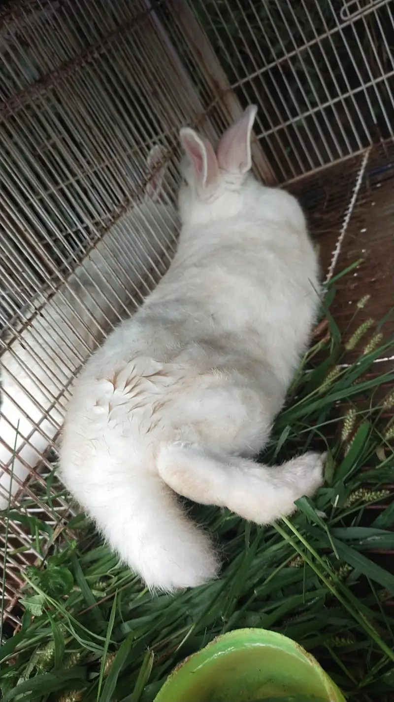 New Zealand White Rabbit — photo 3