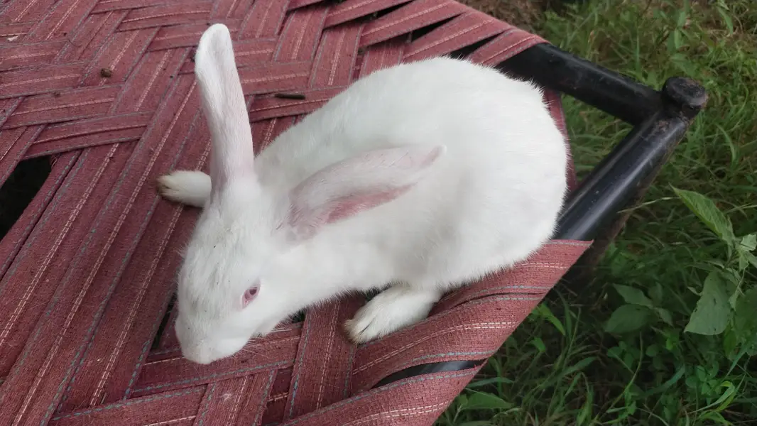 New Zealand White Rabbit — photo 4