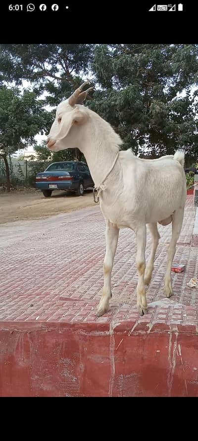 gulabi fancy male breeder for sale age 8 months