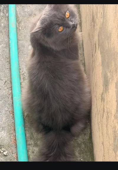 Persian Cat