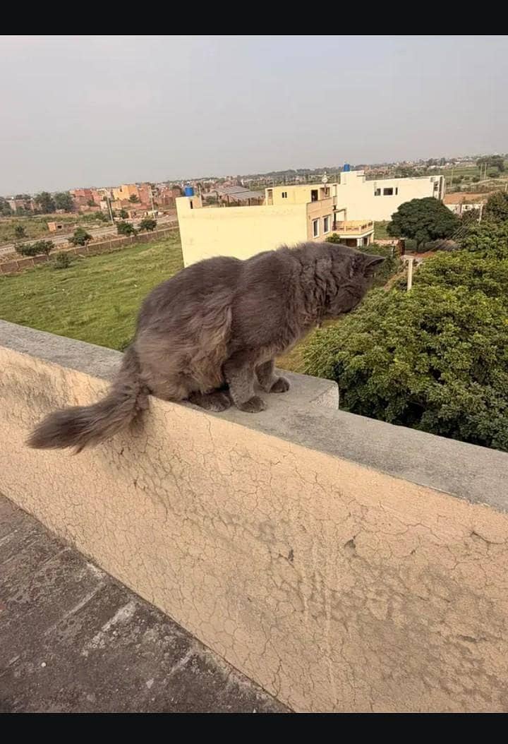 Persian Cat 1