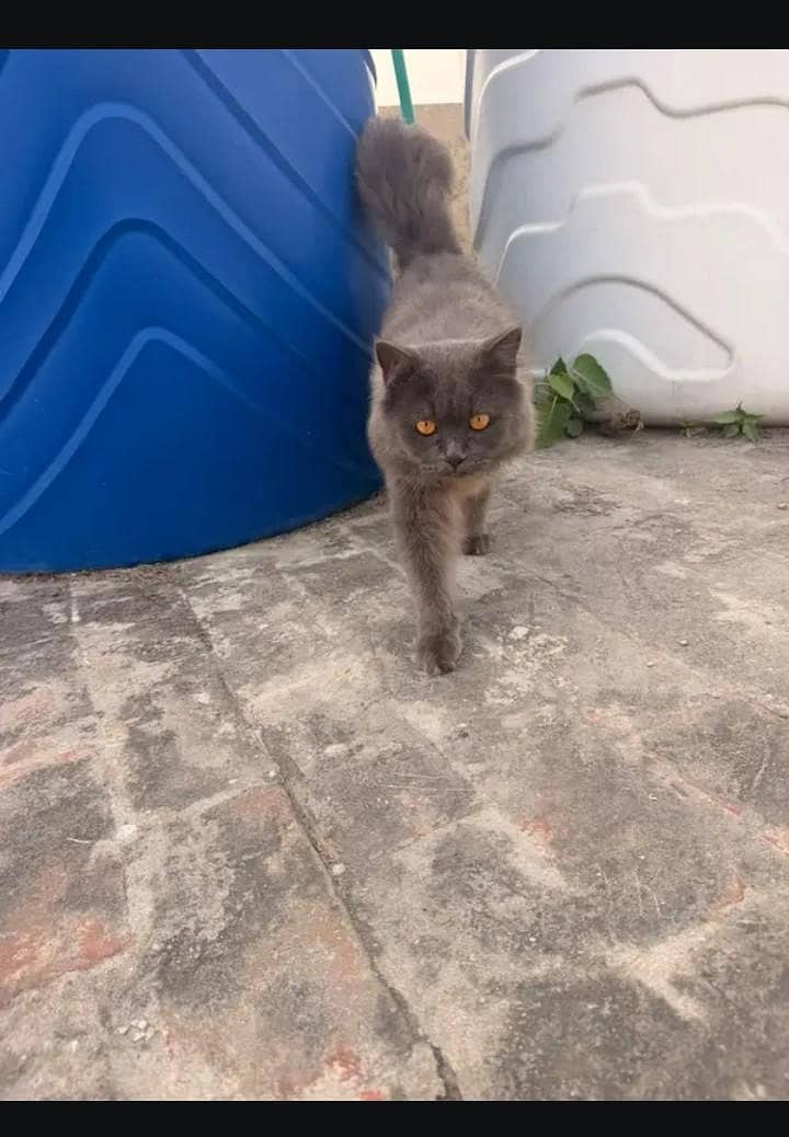 Persian Cat 2