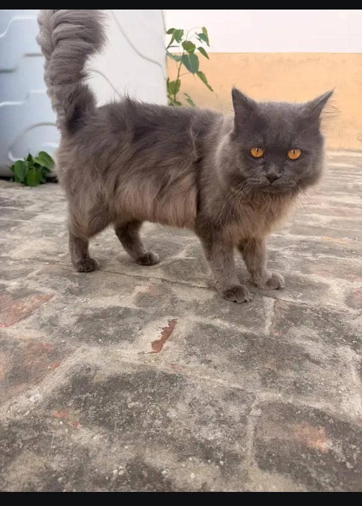 Persian Cat 3
