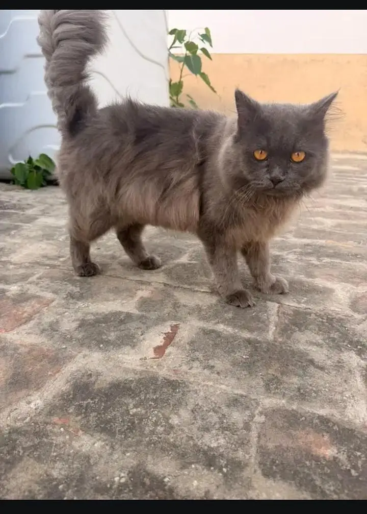 Persian Cat — photo 4