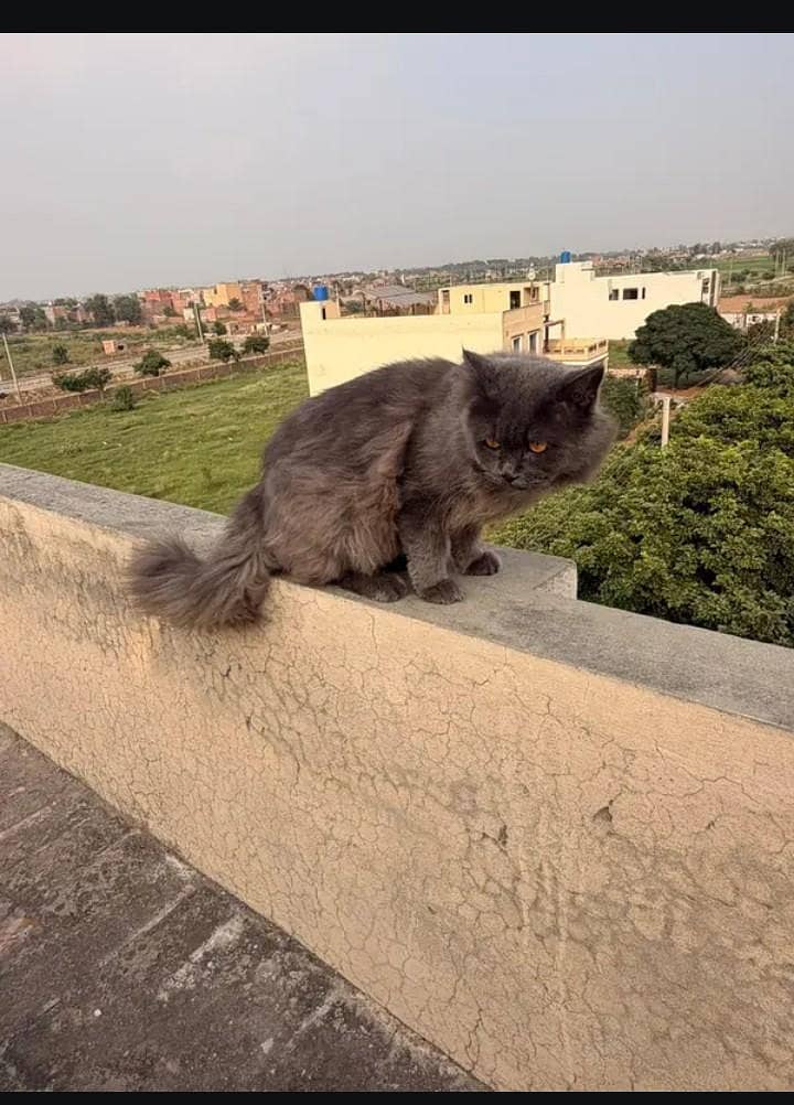 Persian Cat 4