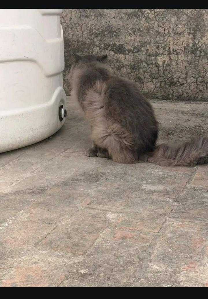 Persian Cat 5
