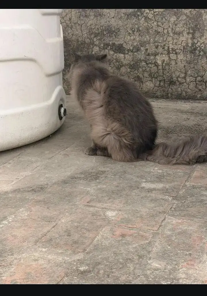 Persian Cat — photo 6