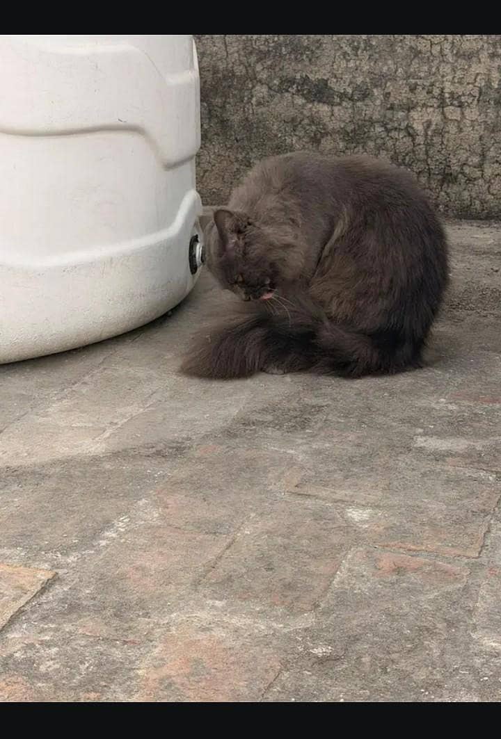 Persian Cat 6