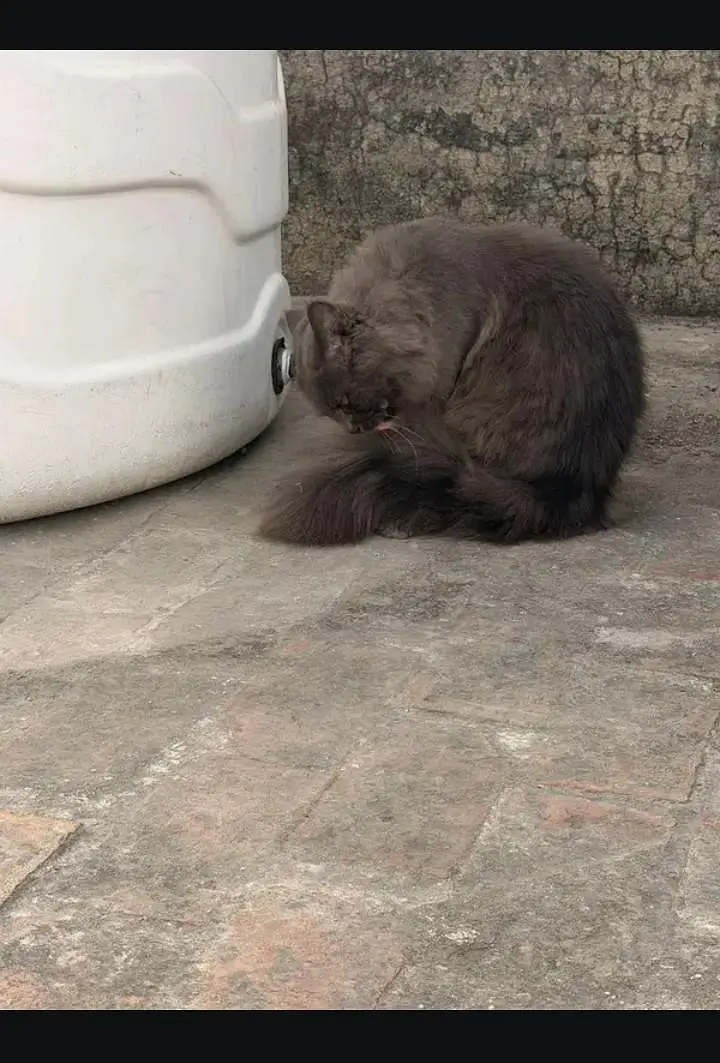 Persian Cat — photo 7