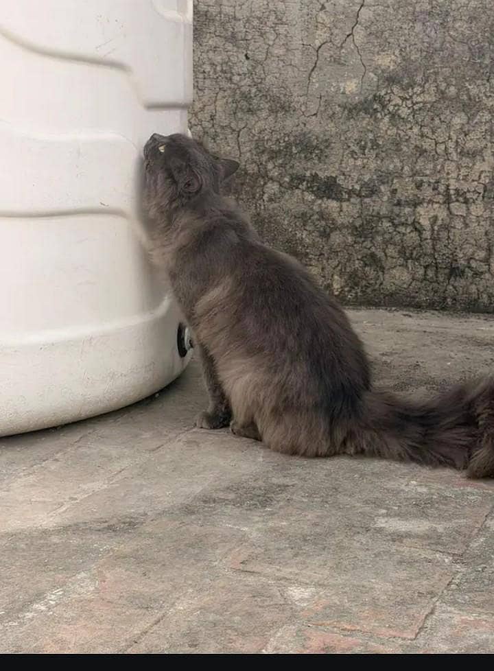 Persian Cat 7