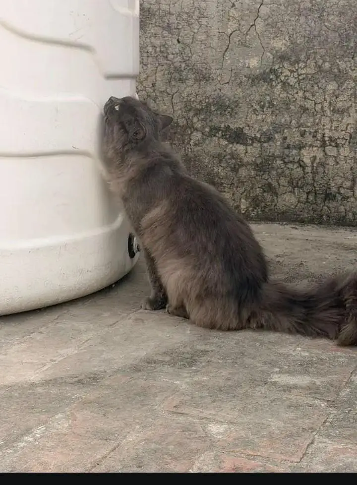 Persian Cat — photo 8