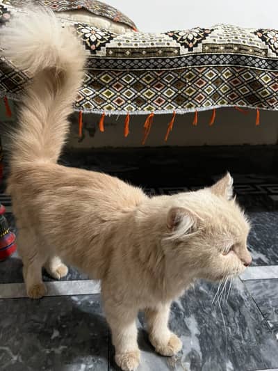 Persian tripple Coated Female Cat
