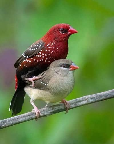 Stobery Finch pairs For sale, blue goldian male, Diamond Firtail Finch
