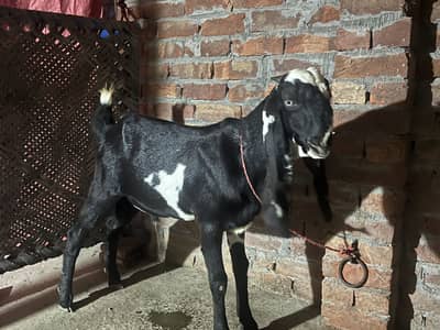 Paur Beetal Bakra lamy churay kan may