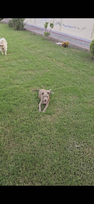 Pitbul male for sale 3 month old