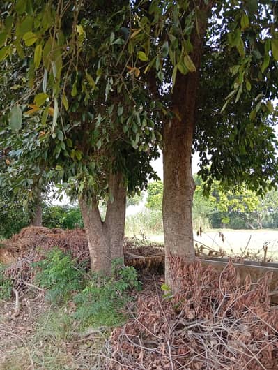 Jaman Trees