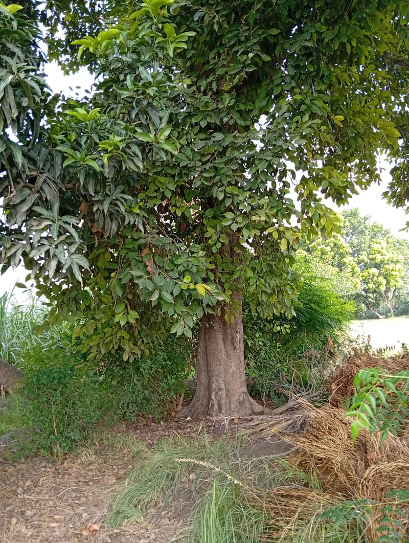 Jaman Trees 1