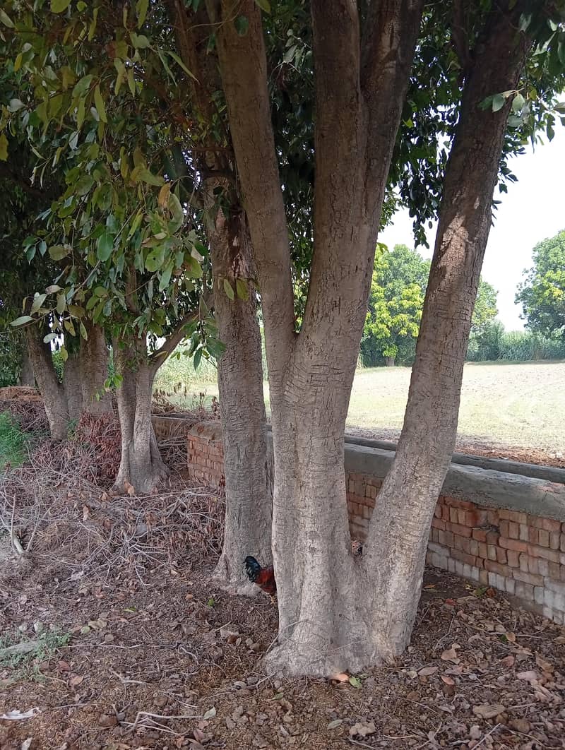 Jaman Trees 3