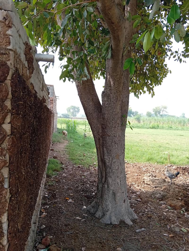 Jaman Trees 4