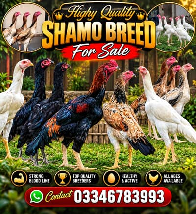 Hight Quality Aseel shamo