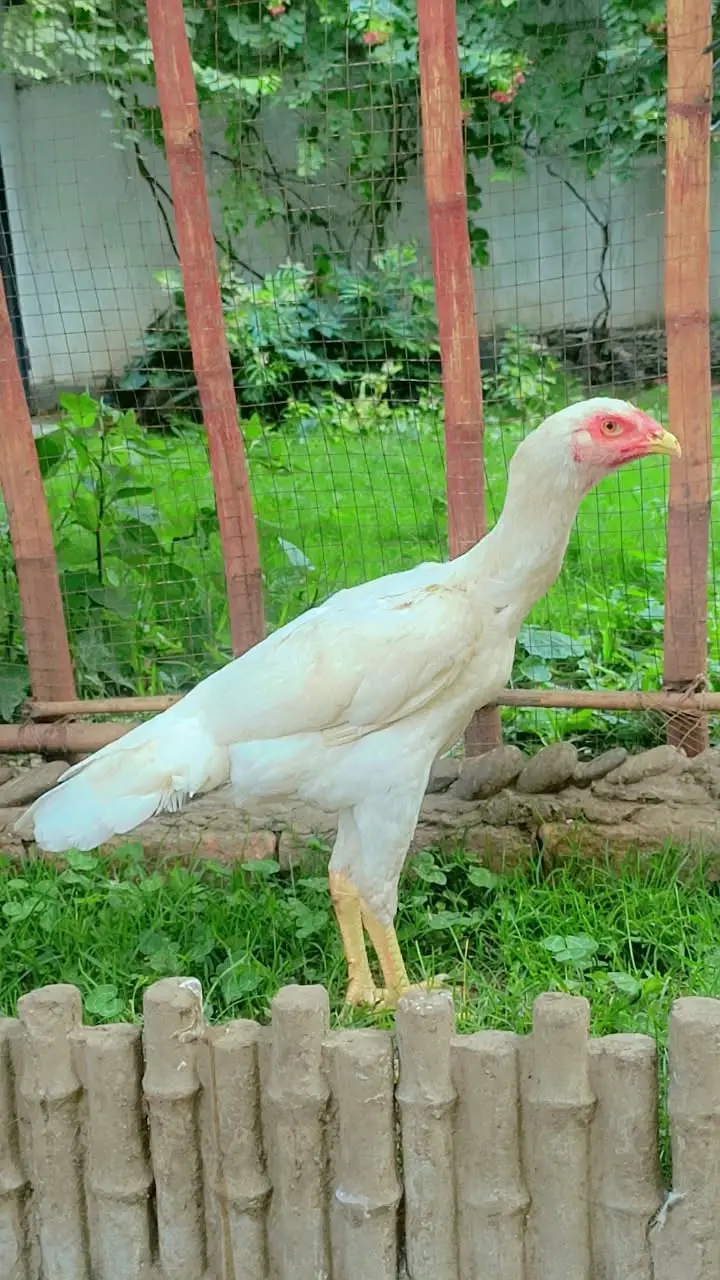 Hight Quality Aseel shamo — photo 5