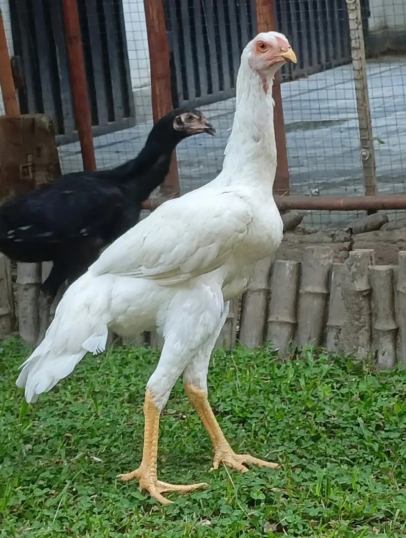 Hight Quality Aseel shamo — photo 8