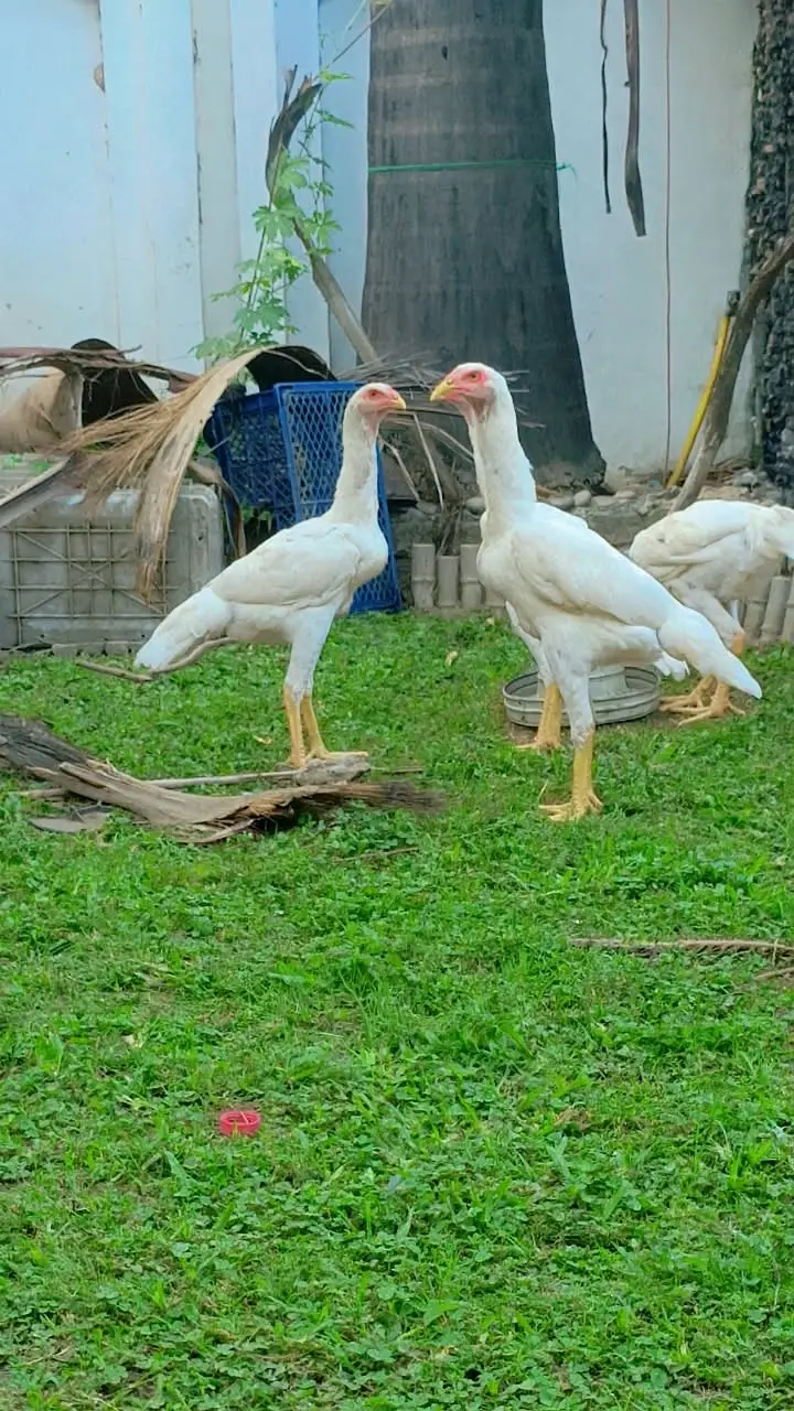 Hight Quality Aseel shamo — photo 12