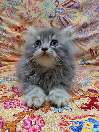 Persian cat