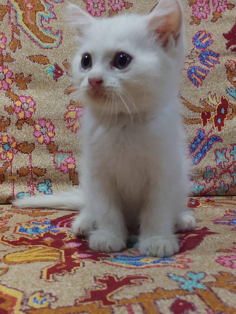 Persian cat 1