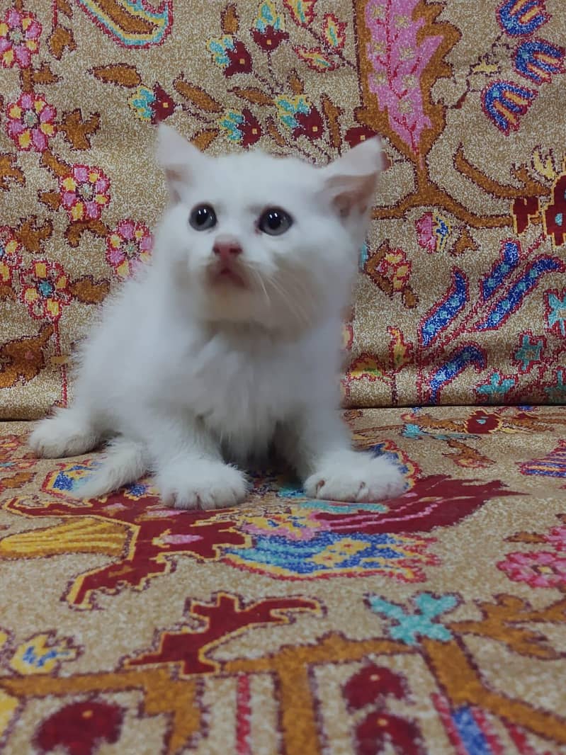 Persian cat 2
